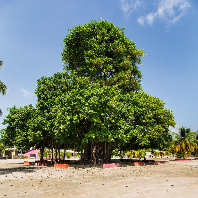 Villa Rosa Maldives Feridhoo Bagian luar foto